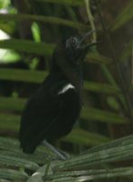White-shouldered Antbird - Myrmeciza melanoceps
