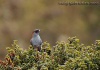 Red-crested Cotinga - Ampelion rubrocristata