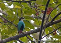 Azure-breasted Pitta - Pitta steerii