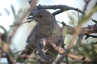 Curve-billed Thrasher - Toxostoma curvirostre