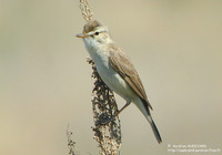 Booted Warbler - Hippolais caligata