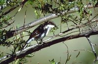 Fiscal Flycatcher - Sigelus silens