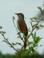 Collared Palm-Thrush - Cichladusa arquata