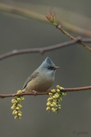 Black-chinned Yuhina - Yuhina nigrimenta