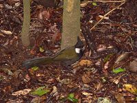 Eastern Whipbird - Psophodes olivaceus