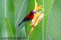 Crimson Sunbird - Aethopyga siparaja