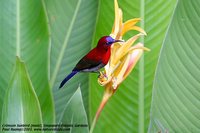 Crimson Sunbird - Aethopyga siparaja
