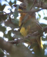 Gray-headed Bushshrike - Malaconotus blanchoti