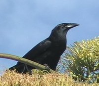 Cuban Crow - Corvus nasicus