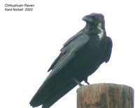 Chihuahuan Raven - Corvus cryptoleucus