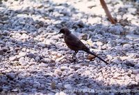 Ashy Starling - Spreo unicolor