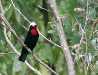 White-capped Tanager - Sericossypha albocristata