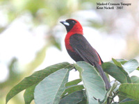 Masked Crimson Tanager - Ramphocelus nigrogularis