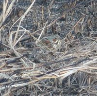 Chestnut-eared Bunting - Emberiza fucata