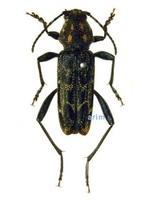 닮은줄호랑하늘소 - Xylotrechus salicis