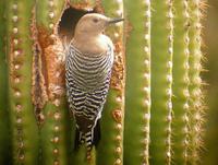 Gila Woodpecker