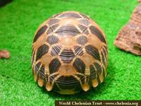 Burmese Star Tortoise, Geochelone platynota