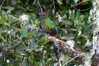 Resplendent Quetzal