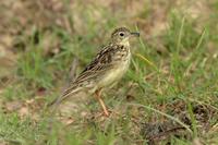 *NEW* Yellowish Pipit