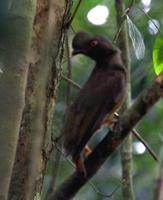 Guianan Cock-of-the-rock, female