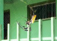Golden Orb-web Spider just-caught fly (Braulio Carrillo NP)  