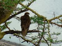 Eurasian Marsh Harrier (Brun kärrhök) - Circus aeruginosus