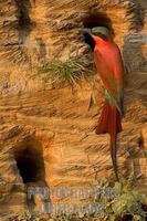 Southern Carmine Bee eater stock photo