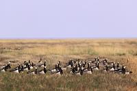 Barnacle Geese / 				Weisswangengans Hamburger Hallig /