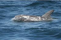 Risso's dolphin (grampus); 40k