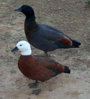 PARADISE SHELDUCK Tadorna variegata