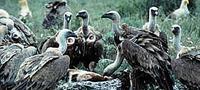 Griffon vultures (Gyps fulvus) © Carlos Sanz