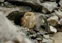 금눈쇠올빼미(Athene noctua) (Little Owl)