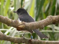 Oriental Magpie Robin