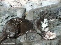 Spotted-Necked Otter (Lutra maculicollis)