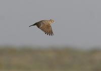 Crested Lark (Galerida cristata)