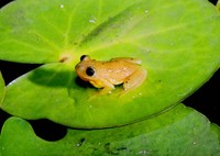 : Afrixalus spinifrons; Spiny-snouted Leaf-folding Frog