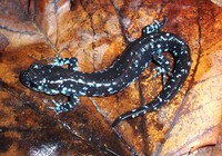 : Ambystoma laterale; Blue-spotted Salamander