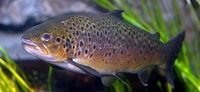 Brown Trout Salmo trutta fario