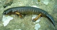 : Bolitoglossa flavimembris