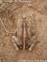 : Bufo ornatus; Ncn