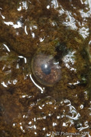 : Cryptobranchus alleganiensis; Hellbender