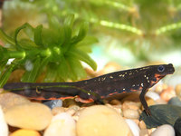 : Cynops ensicauda popei