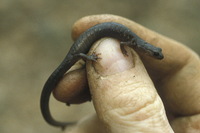 : Plethodon wehrlei; Wehrle's Salamander