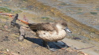 : Anas gracilis; Grey Teal