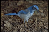 : Aphelocoma californica californica; Western Scrub Jay