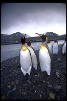 : Aptenodytes patagonicus; King Penguin