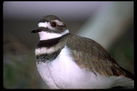 : Charadrius vociferus; Killdeer