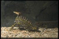 : Triturus marmoratus marmoratus; Marbeled Newt