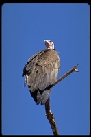 : Necrosyrtes monachus pileatus; Hooded Vulture
