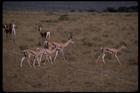 : Gazella granti; Grant's Gazelle